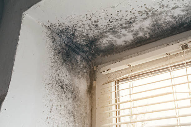 Affordable Crawl Space Mold Remediation solutions in Kingston, NJ